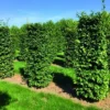 Beukenhaag Als Haagelement (Fagus Sylvatica) -Exporteren Tuin Zorgzaam Winkel fagus sylvatica 1 1