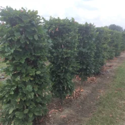 Beukenhaag Als Haagelement (Fagus Sylvatica) -Exporteren Tuin Zorgzaam Winkel fagus sylvatica 120 x 50 x 50 cm drkl haagelement