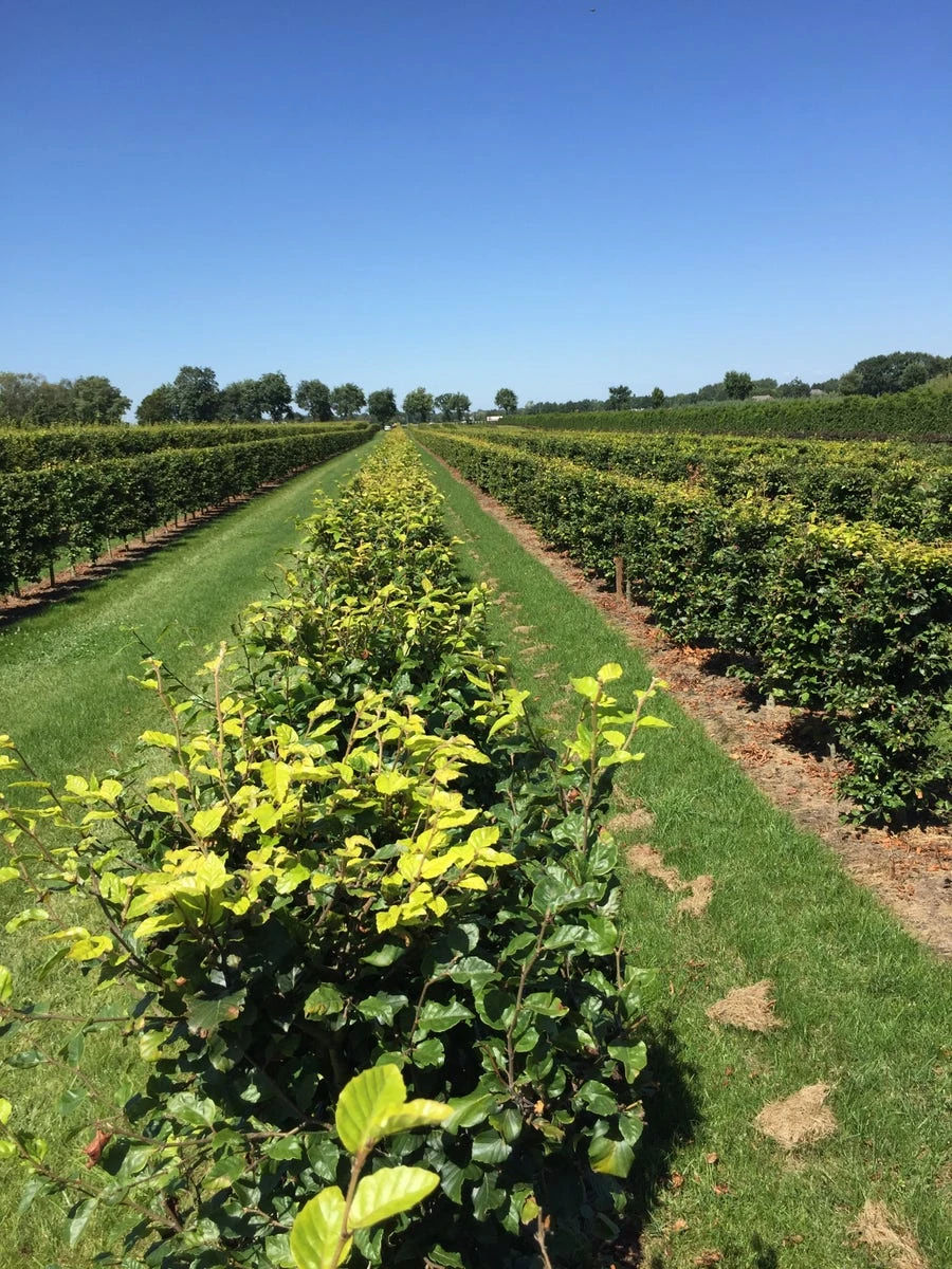 Beukenhaag Als Haagelement (Fagus Sylvatica) - Afbeelding 8
