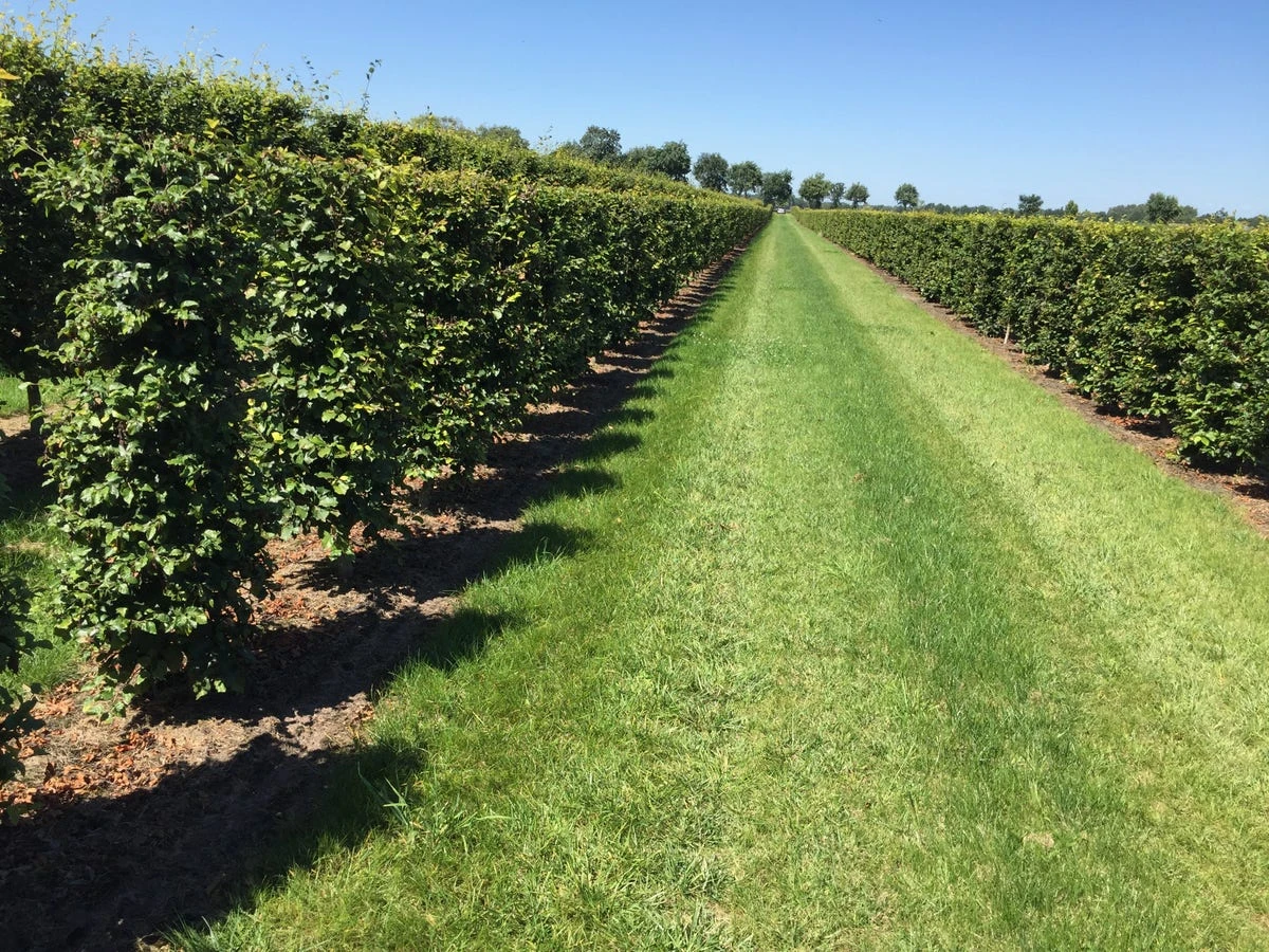 Beukenhaag Als Haagelement (Fagus Sylvatica) - Afbeelding 12