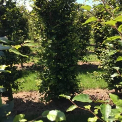Beukenhaag Als Haagelement (Fagus Sylvatica) -Exporteren Tuin Zorgzaam Winkel fagus sylvatica 200 x 50 x 50 cm drkl haagelement