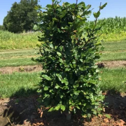 Beukenhaag Als Haagelement (Fagus Sylvatica) -Exporteren Tuin Zorgzaam Winkel fagus sylvatica 80 x 50 x 50 cm drkl haagelement