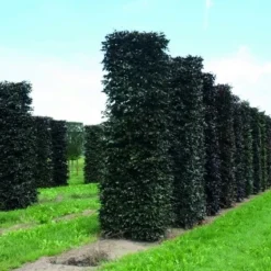 Rode Beukenhaag Als Haagelement (Fagus Sylvatica 'Atropunicea') -Exporteren Tuin Zorgzaam Winkel fagus sylvatica atropunicea 1