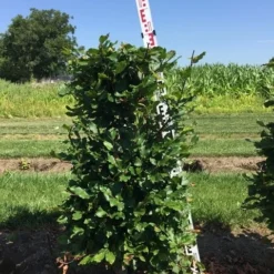 Beukenhaag Als Haagelement (Fagus Sylvatica) -Exporteren Tuin Zorgzaam Winkel fagus sylvatica h100x50x50 cm 2