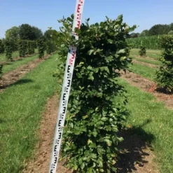 Beukenhaag Als Haagelement (Fagus Sylvatica) -Exporteren Tuin Zorgzaam Winkel fagus sylvatica h125x50x50 cm 2 1