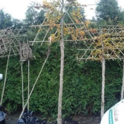 Groene Beuk Als Leiboom (Fagus Sylvatica) -Exporteren Tuin Zorgzaam Winkel fagus sylvatica lei