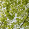 Groene Beuk Als Leiboom (Fagus Sylvatica) -Exporteren Tuin Zorgzaam Winkel fagussylvatica beuk bladv01