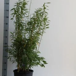 Niet Woekerende Bamboe (Fargesia 'Dino') -Exporteren Tuin Zorgzaam Winkel fargesia mur. dino 80 100 cm co. 12l v