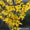 Bloeiende Haag, Hoog -Exporteren Tuin Zorgzaam Winkel forsythia 1
