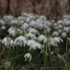 Sneeuwklokjes (Galanthus Nivalis 'Flore Pleno') -Exporteren Tuin Zorgzaam Winkel galanthus nivalis florepleno 13
