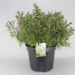 Hebe (Hebe 'Great Orme') -Exporteren Tuin Zorgzaam Winkel hebe great orme c10 2