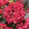 Hortensia (Hydrangea Black Diamonds Dark Angel) -Exporteren Tuin Zorgzaam Winkel hydrangea black diamonds dark angel 2
