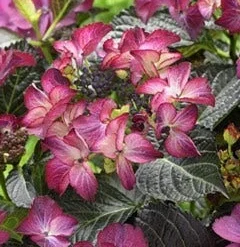 Hortensia (Hydrangea Black Diamonds Dark Angel Purple)