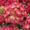 Hortensia (Hydrangea Black Diamonds Red Angel) -Exporteren Tuin Zorgzaam Winkel hydrangea black diamonds red angel 2