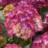 Hortensia (Hydrangea Black Diamonds Red Angel Purple) -Exporteren Tuin Zorgzaam Winkel hydrangea black diamonds red angel purple 2