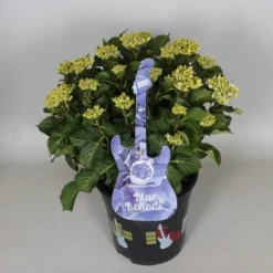 Hortensia Blue Ballad (Hydrangea 'Music Collection') -Exporteren Tuin Zorgzaam Winkel hydrangea blue ballad c5 3