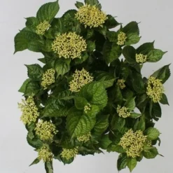 Hortensia Blue Boogiewoogie (Hydrangea 'Music Collection') -Exporteren Tuin Zorgzaam Winkel hydrangea blue boogiewoogie 4 1