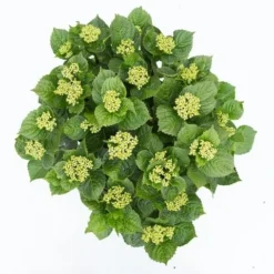 Hortensia Deep Purple Dance (Hydrangea 'Music Collection') -Exporteren Tuin Zorgzaam Winkel hydrangea deep purple dance c5 3