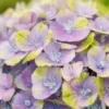 Hortensia (Hydrangea 'Magical Jewel Blue') -Exporteren Tuin Zorgzaam Winkel hydrangea macr magical amethyst blue kopie