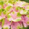 Hortensia (Hydrangea 'Magical Jewel Pink') -Exporteren Tuin Zorgzaam Winkel hydrangea macr magical amethyst pink kopie