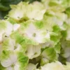 Hortensia (Hydrangea Magical Noblesse) -Exporteren Tuin Zorgzaam Winkel hydrangea macr magical noblesse kopie