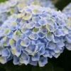 Hortensia (Hydrangea Magical Revolution Blue) -Exporteren Tuin Zorgzaam Winkel hydrangea macr magical revolution blue kopie