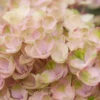 Hortensia (Hydrangea Magical Revolution Pink) -Exporteren Tuin Zorgzaam Winkel hydrangea macr magical revolution pink