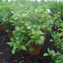 Hortensia (Hydrangea Macrophylla 'Soeur Therese') -Exporteren Tuin Zorgzaam Winkel hydrangea macrophylla soeur therese c50
