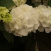Hortensia (Hydrangea Macrophylla 'Schneeball') -Exporteren Tuin Zorgzaam Winkel hydrangea schneeball 2 1
