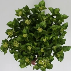 Hortensia Soft Pink Salsa (Hydrangea 'Music Collection') -Exporteren Tuin Zorgzaam Winkel hydrangea soft pink salsa c5 4