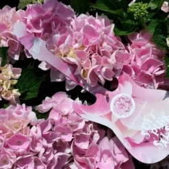 Hortensia Soft Pink Salsa (Hydrangea 'Music Collection') -Exporteren Tuin Zorgzaam Winkel hydrangeasoftpinksalsa01 1