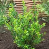 Japanse Hulst (Ilex Maximowicziana 'Kanehirae') -Exporteren Tuin Zorgzaam Winkel ilex maximowicziana kanehiraev01 1