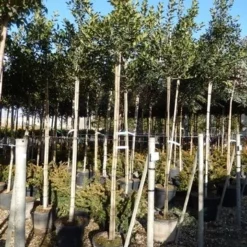 Hulst Als Boom (Ilex 'Nellie R. Stevens') -Exporteren Tuin Zorgzaam Winkel ilex a. nellie r. stevens 8 10 4