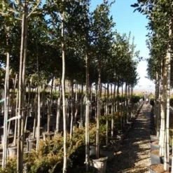 Hulst Als Boom (Ilex 'Nellie R. Stevens') -Exporteren Tuin Zorgzaam Winkel ilex a. nellie r. stevens 8 10 5