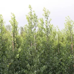 Hulst (Ilex Aquifolium 'Alaska') -Exporteren Tuin Zorgzaam Winkel ilex a alaska 150 175