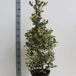Hulst (Ilex Aquifolium 'Argentea Marginata') -Exporteren Tuin Zorgzaam Winkel ilex a argentea marginata 60 80 co. 5l kopie kopie 1 1