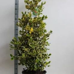 Hulst (Ilex Altaclerensis 'Golden King') 10 Hulst (Ilex Altaclerensis 'Golden King') -Exporteren Tuin Zorgzaam Winkel ilex a golden king 125 150 cm 30l kopie kopie 1