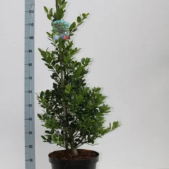Hulst (Ilex Aquifolium J.C. Van Tol) -Exporteren Tuin Zorgzaam Winkel ilex aq jc van tol 60 80 c7.5l v kopie 2 kopie 1