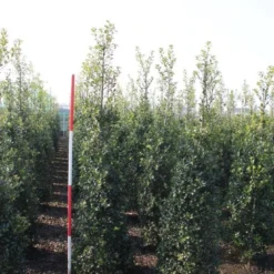 Hulst (Ilex Aquifolium 'Alaska') -Exporteren Tuin Zorgzaam Winkel ilex aquif. alaska 175 200 h