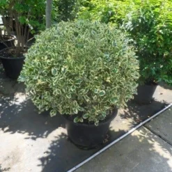 Bonte Hulst In Bolvorm (Ilex Aquifolium 'Argentea Marginata') -Exporteren Tuin Zorgzaam Winkel ilex aquifolium argenteomarginatum bol 80 100