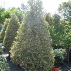 Hulst (Ilex Aquifolium 'Argentea Marginata') -Exporteren Tuin Zorgzaam Winkel ilex aquifolium argenteomarginatum kegel 175 200 225