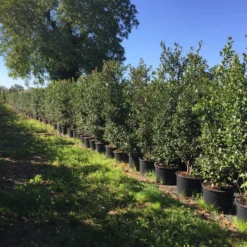 Grote Hulst (Ilex Aquifolium) -Exporteren Tuin Zorgzaam Winkel ilex aquifolium h200225cm 1