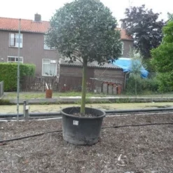 Hulst Op Stam (Ilex Aquifolium) -Exporteren Tuin Zorgzaam Winkel ilex aquifolium halfstam 30 35