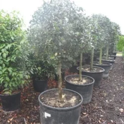 Hulst Op Stam (Ilex Aquifolium) -Exporteren Tuin Zorgzaam Winkel ilex aquifolium halfstam c130 150