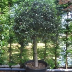 Hulst Op Stam (Ilex Aquifolium) -Exporteren Tuin Zorgzaam Winkel ilex aquifolium halfstam c200 extra