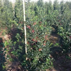 Blauwe Hulst (Ilex Meserveae 'Blue Princess') -Exporteren Tuin Zorgzaam Winkel ilex blue princess 125 150 cm drkl