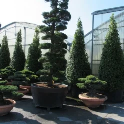 Japanse Hulst Als Bonsai (Ilex Crenata) -Exporteren Tuin Zorgzaam Winkel ilex bonsai 1