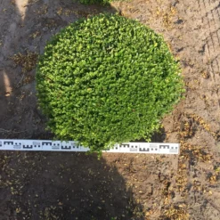 Japanse Hulst Als Bolvorm (Ilex Crenata) -Exporteren Tuin Zorgzaam Winkel ilex crenata 70 cm breed bol drkl 1 1