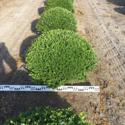 Japanse Hulst Als Bolvorm (Ilex Crenata) 9 Japanse Hulst Als Bolvorm (Ilex Crenata) -Exporteren Tuin Zorgzaam Winkel ilex crenata 70 cm breed bol drkl 2