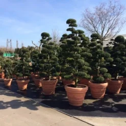 Japanse Hulst Als Bonsai (Ilex Crenata) -Exporteren Tuin Zorgzaam Winkel ilex crenata bonsai s
